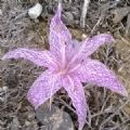 Colchicum variegatum